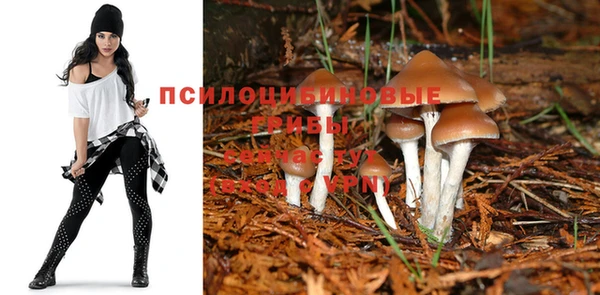 ГАЛЛЮЦИНОГЕННЫЕ ГРИБЫ Магас
